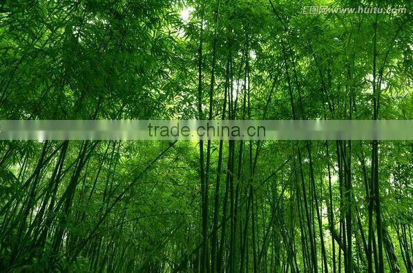 March spring season food canned bamboo shoot on hot sell