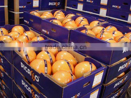 Chinese Fresh Honey Pomelo Hot Exporting