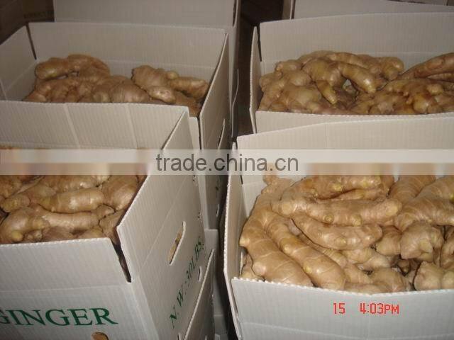 All year round fresh ginger