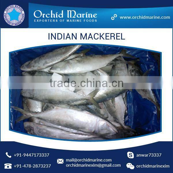 A Grade Good Taste Canned Indian Mackerel Fish Supplier
