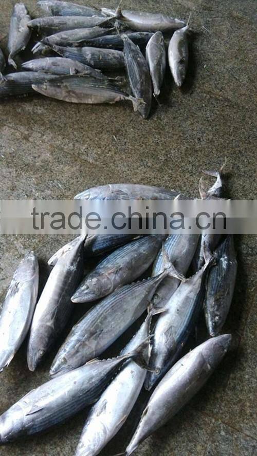 Euthynnus Lineatus skipjack tuna whole round 1.8kg+