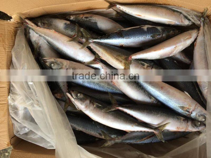 new landing 300-400g mackerel winter fish