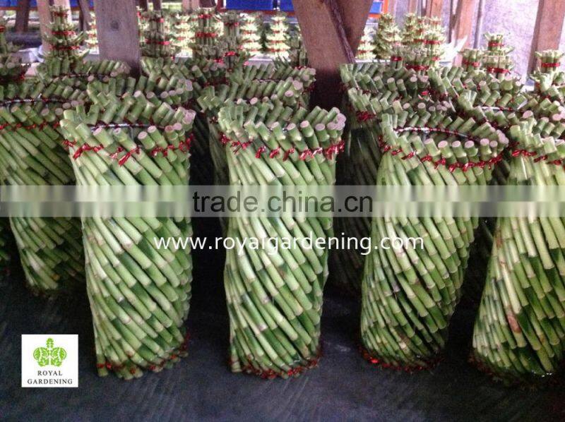 Lucky bamboo ( Dracaena Sanderiana) cage shape