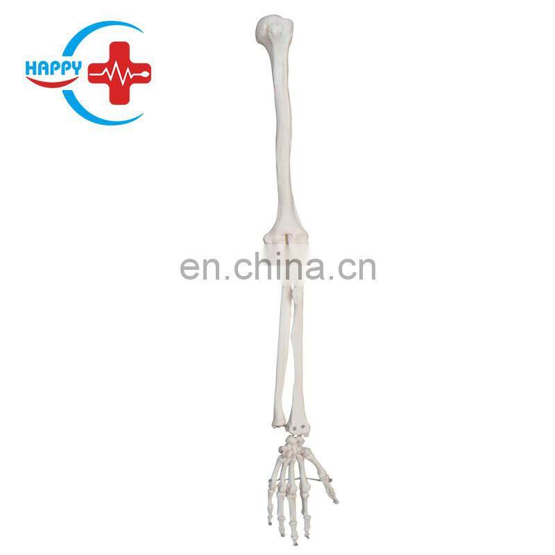 HC-S232 Human Anatomical Upper Limb Skeleton Model Anatomy Orthopedics Skeleton Training Teaching Model