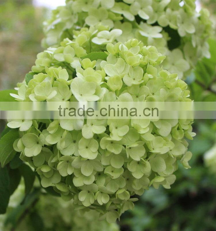 Fashionable promotional pretty hydrangea flowers