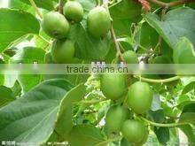 Fresh Kiwi Fruit