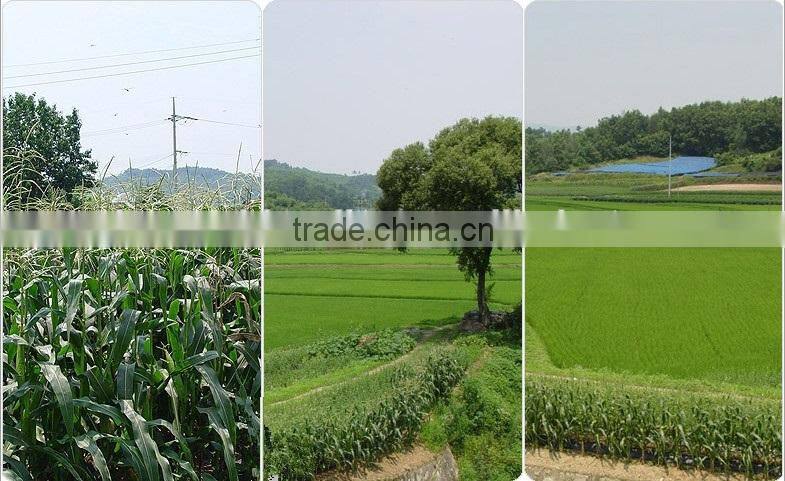 High Quality sweet corn cob in vacuum wholesale snack foods