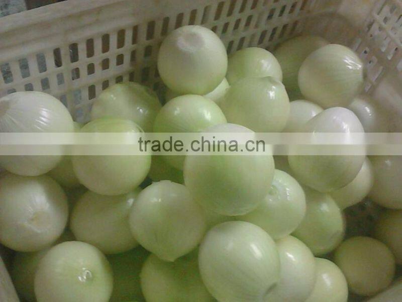 2016 New Crop IQF Frozen Shallot Dices