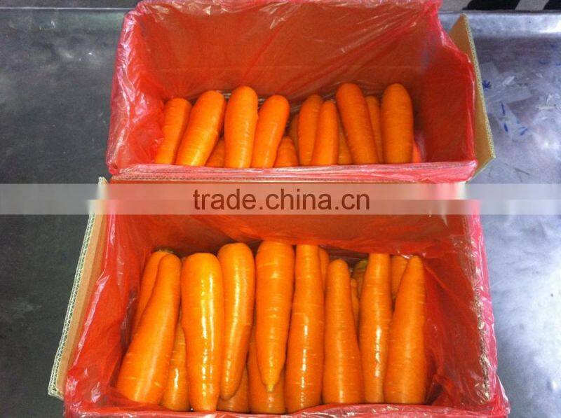 Chinese frresh carrot