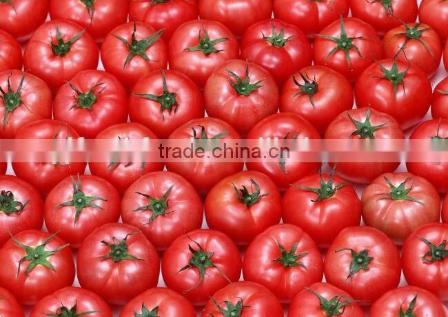Fresh Tomato Exporter
