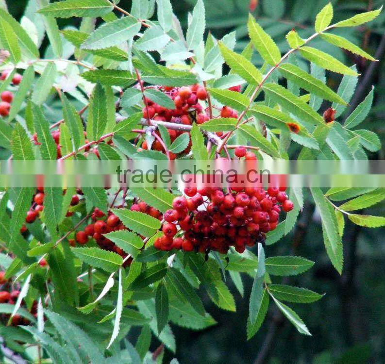 Dried wild red sorbus fruit