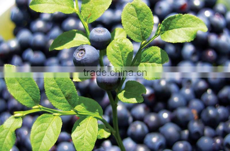 Bilberry Extract / CETAVIN Capsule Cinnamomun, Trigonella, Vaccinium Myrtillus Extract Perfect Softgel Supplement