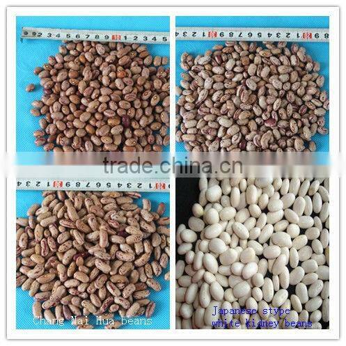 England red kidney beans