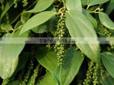 Black pepper processing equipment