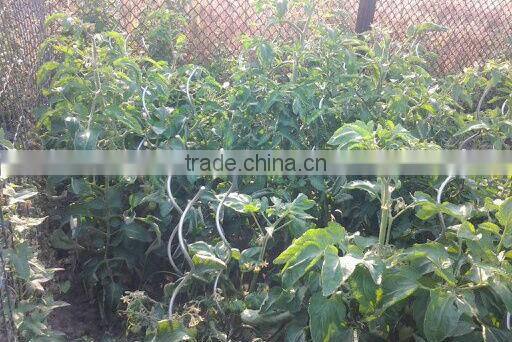 factory tomato spiral support