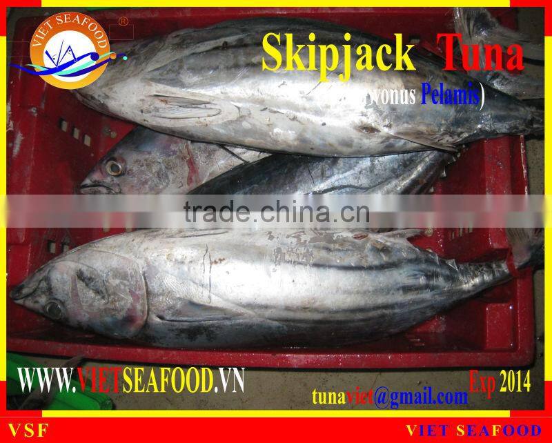 FROZEN W/R SKIPJACK TUNA