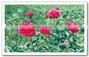 Herbaceous Peony Plant Root Hong Yan Fei Shuang