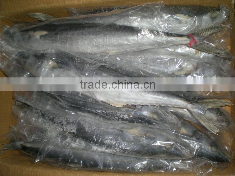frozen spanish mackerel