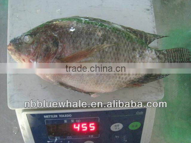 Fresh water black tilapia, IQF Tilapia Fillets