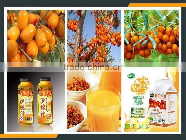 Leader high efficiency sea buckthorn fruit juice production machine