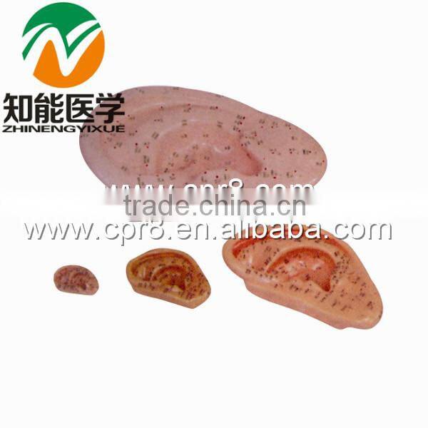 BIX-Y1015 life-size ear acupuncture model(chinese and english)