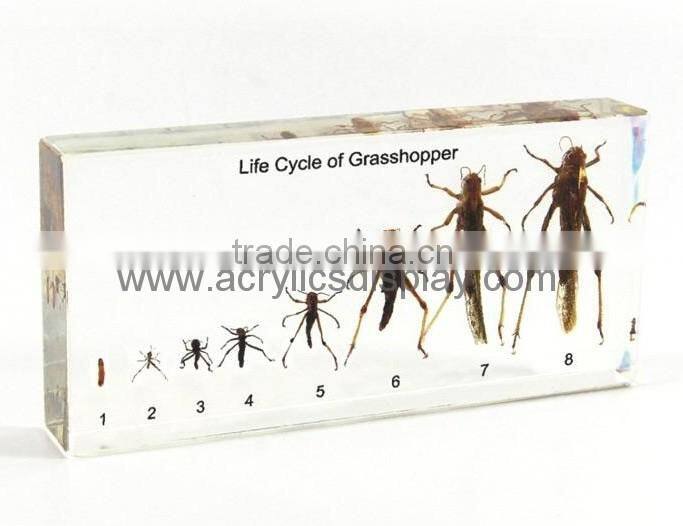 acrylic specimen block