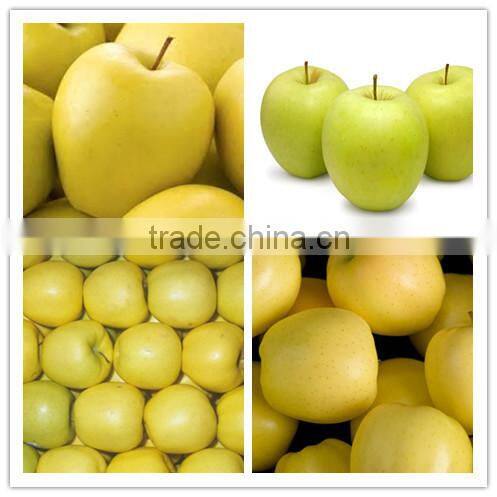 Chinese Fresh sweet Golden delicious apple with good quality