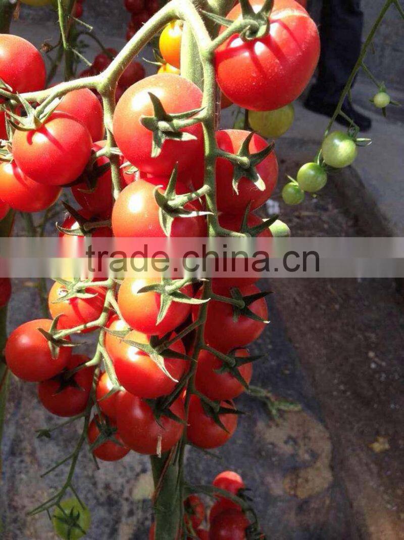 2014 Indeterminate Growth High Yield TY Resistance Pink Cherry Tomato Seeds For Growing-King Pearl