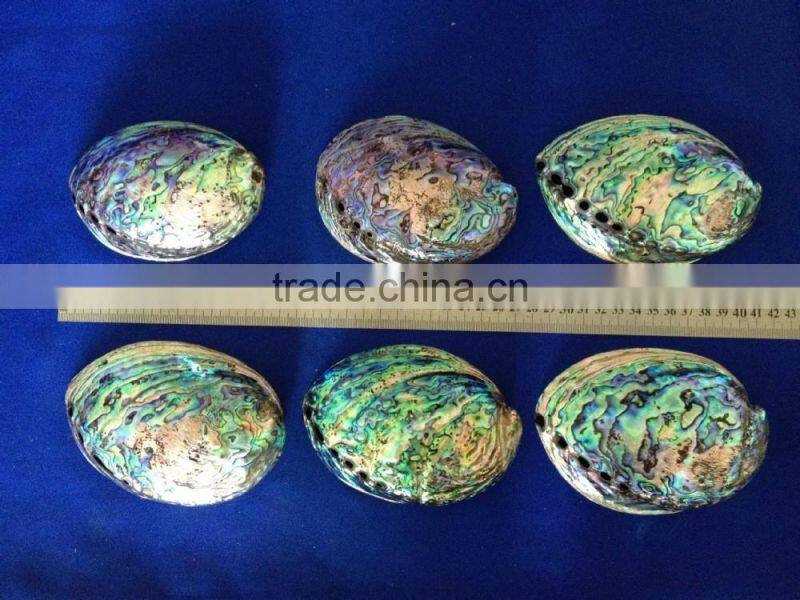Raw haliotis iris polished abalone shell crafts