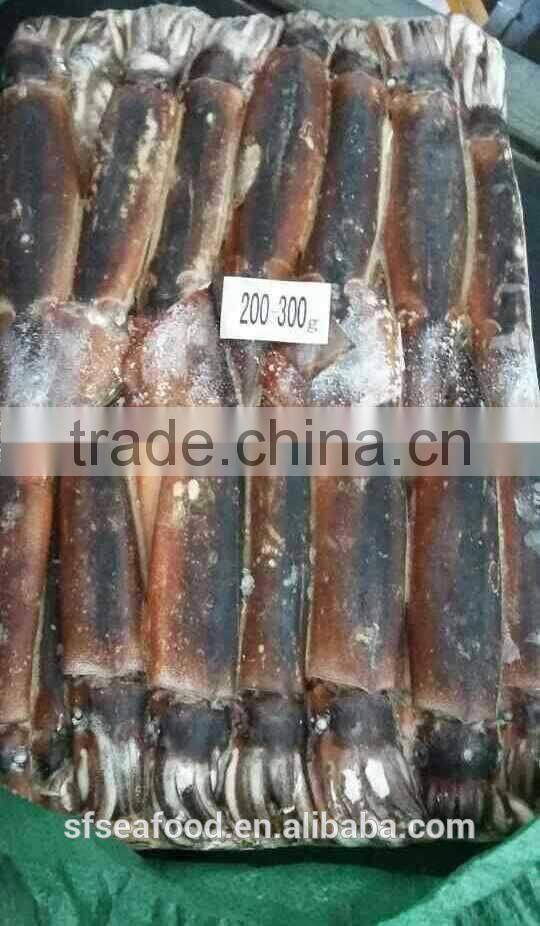 Frozen Seafood Illex Squid 200-300g