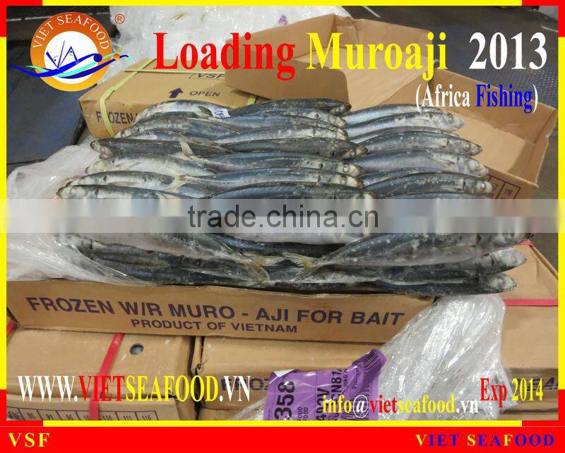LOADING MUROAJI FOR TUNA BAIT