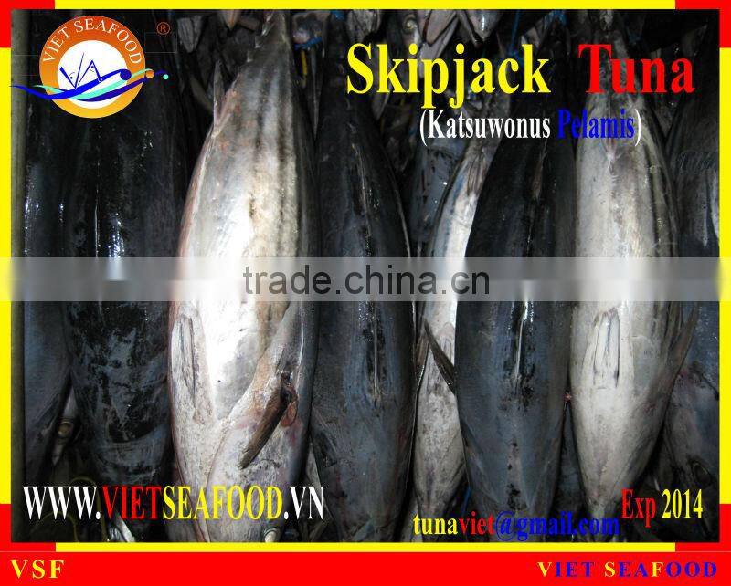 FROZEN WHOLE ROUND SKIPJACK TUNA