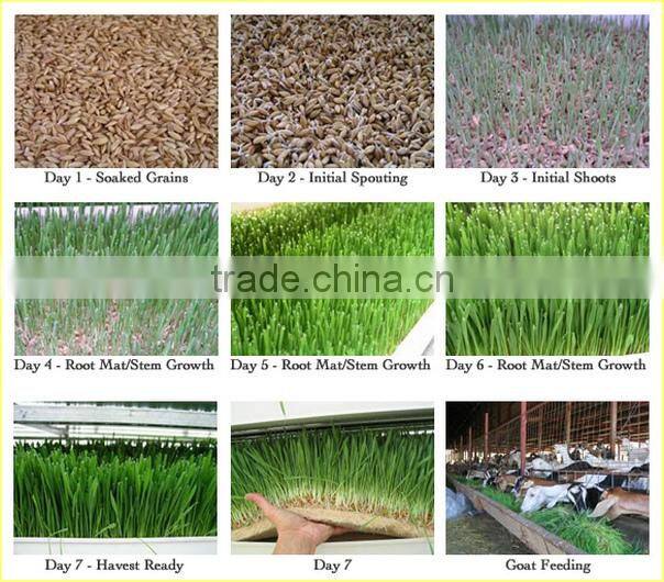 Cattle Fodder Sprout Making Machine | Hydroponic Cattle Fodder Sprout Making Machine | Hydroponic Fodder Making Machine