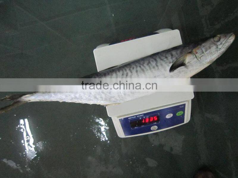 Frozen Whole Round Spanish Mackerel
