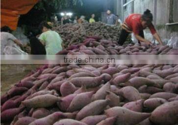 FRESH PURPLE SWEET POTATO - HIGH QUALITY - GOOD PRICE