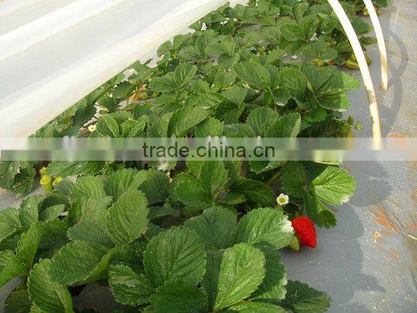 Greenhouses manufacturer tunnel plastic film