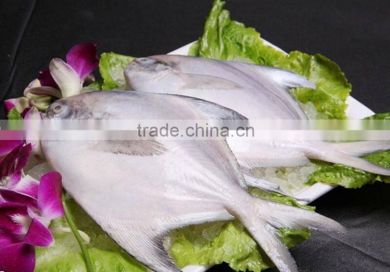 GRADE A Whole Round Frozen Golden/Black/silver Pomfret Fish Pomfret Fish