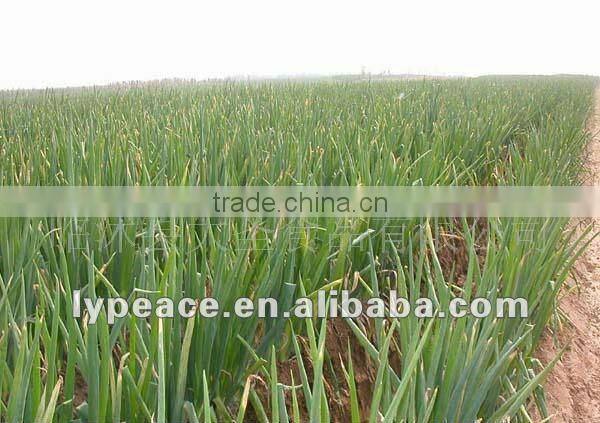 linyi newest ad chives manufaturer
