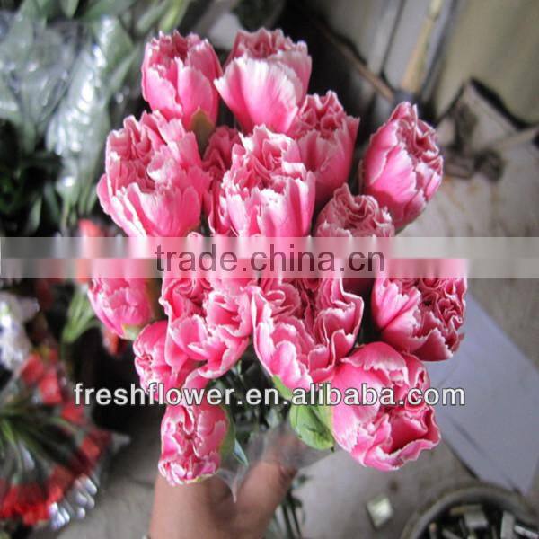 fresh cut carnation flower
