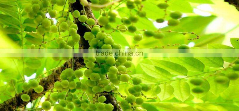 High quality Amla Extract