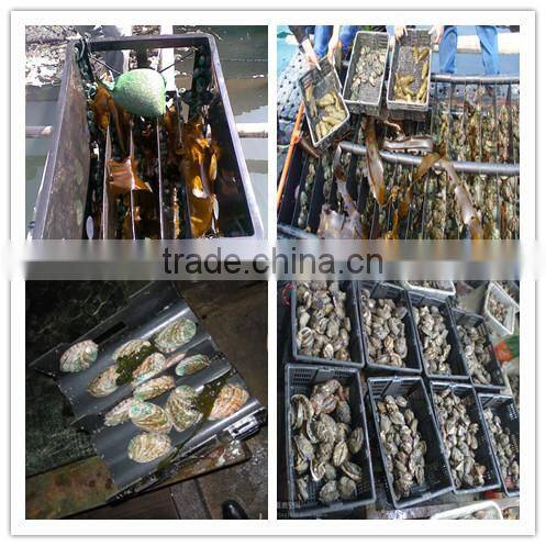 Dried seaweed sheet Kelp/Laminaria abalone,feed grade