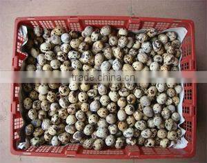 Low Damage Rate Low Price egg shelling machine For Canned Food Factory Use Egg ,Quail Egg Shelling Peeling Sheller Peeler