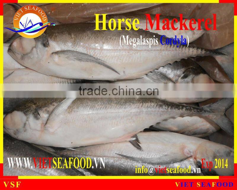 W/R FROZEN HORSE MACKEREL
