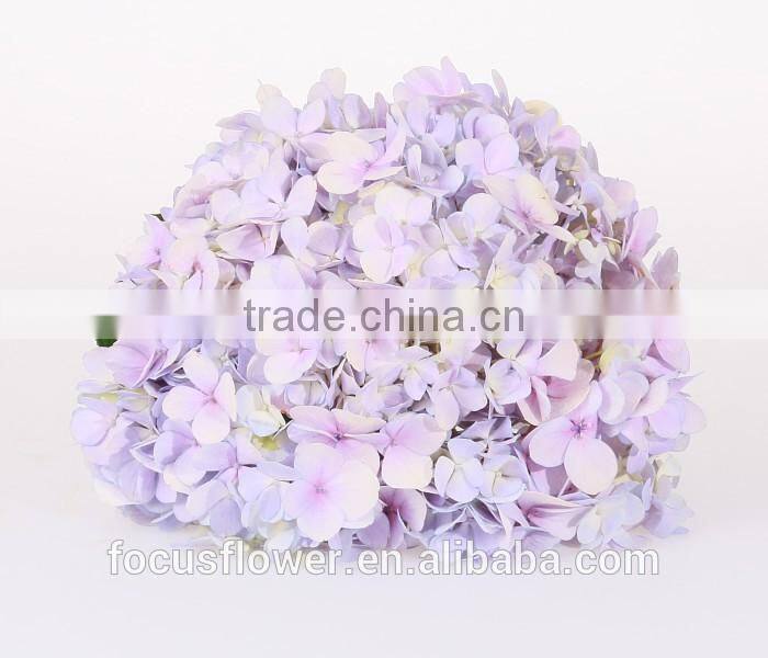 Best Price Fresh Cut Processing Type Natural Hydrangea Wholesale From Yunnan ,China