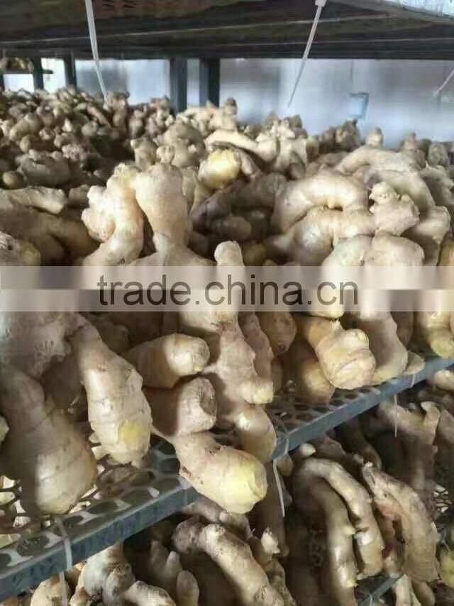 Market prices for fresh ginger