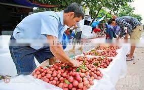 GOOD QUALITY VIETNAM FRESH LYCHEE