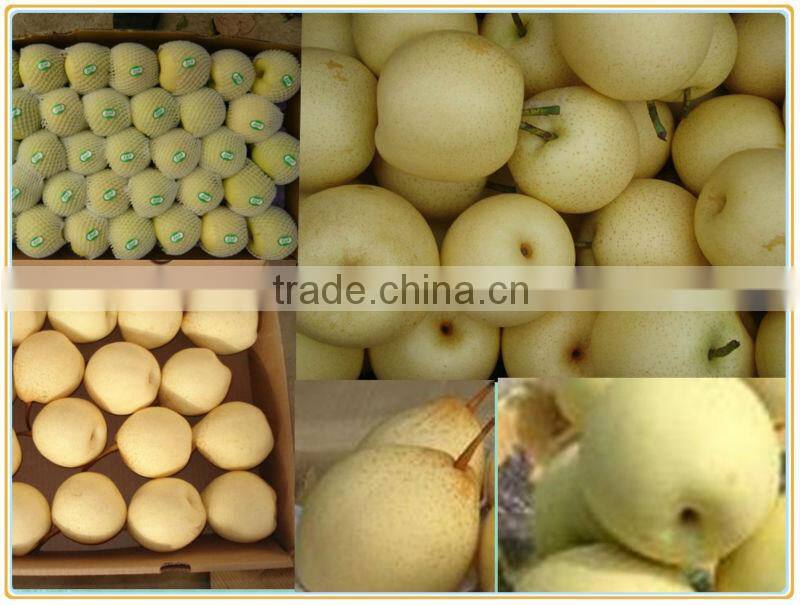 new crop fresh ya pear