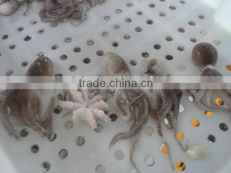 Frozen baby octopus 20-60g
