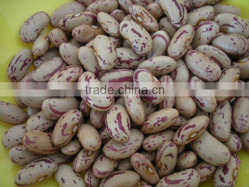 2010 Crop Light Speckled Kidney Bean With Long Shape