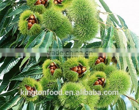 2014 new crop healthy nonpersistent pesticide fresh chesnut